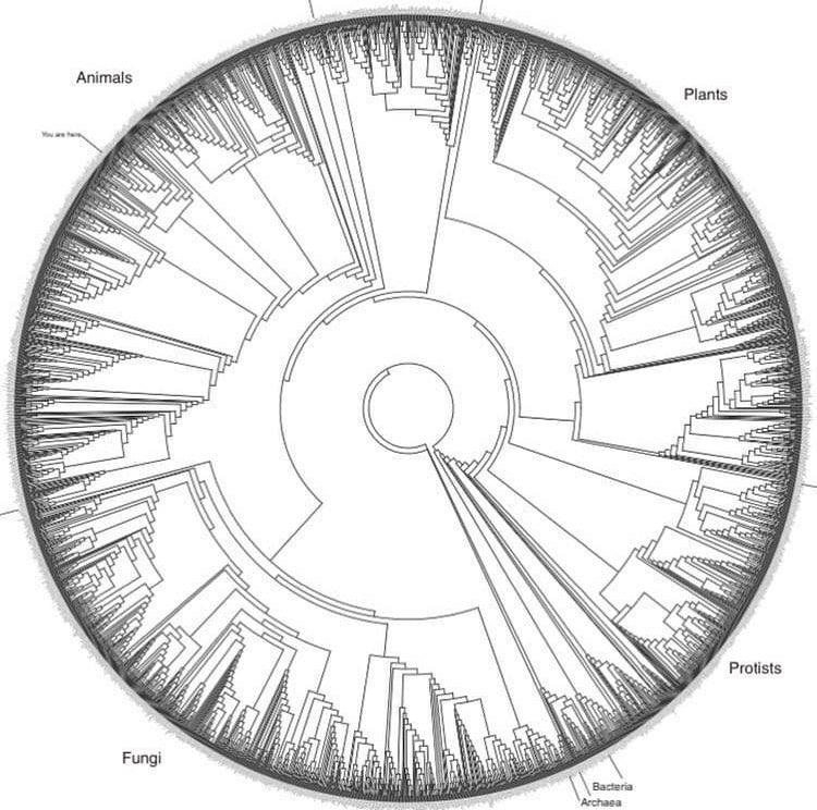 fayaspsulfikkar's tweet image. #homosapiens