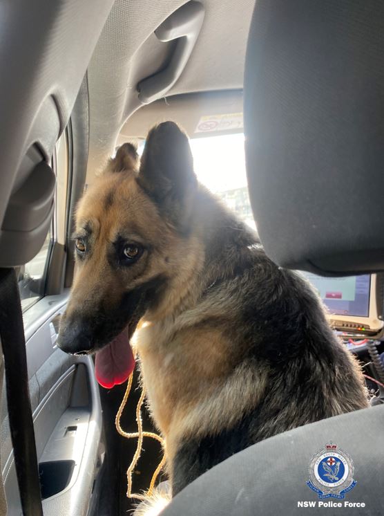 Is this your pooch? German Shepherd found in Croydon today looking for her owners. Police have taken the lost pup to Sydney University Teaching Hospital on Parramatta Road, Camperdown, and are appealing for her owners to come forward and contact the vet.