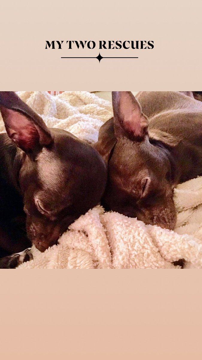 DorothyCollett8's tweet photo. @WinniePigletFLA Oh my 🥲This has to be the most wonderful picture and bonding 🥰🙋‍♀️ https://t.co/9sF7gFxYzU