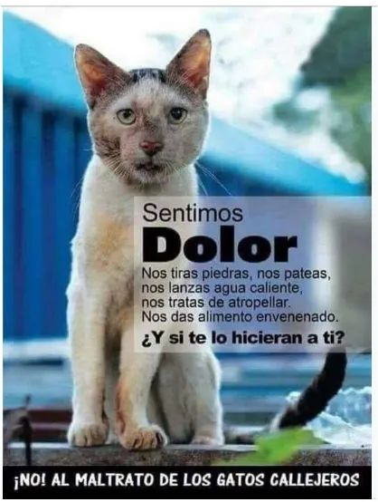 munaype's tweet photo. Por un Perú sin maltrato animal
#Esteriliza #Adopta https://t.co/hPUsvgGLI3