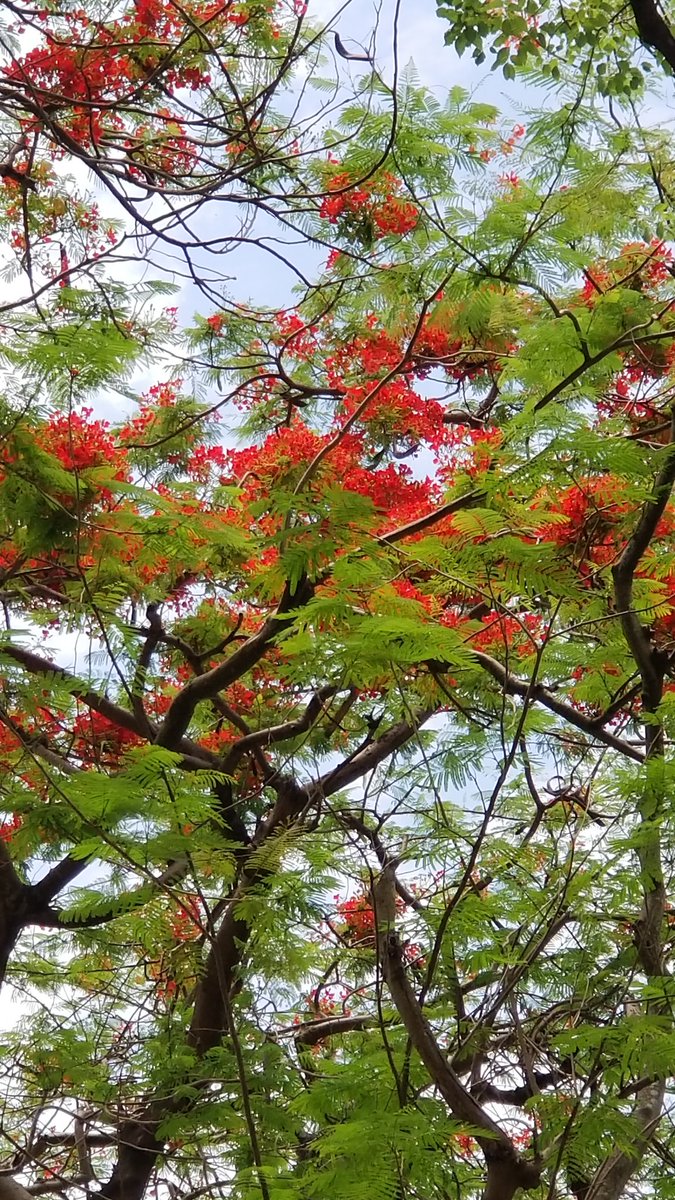 TonyPang17's tweet photo. Always appreciate beautiful scenery !🤗🌸🌸🌸🌸🌴 https://t.co/5W8X2nBJoU