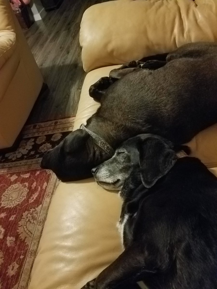 ShannonInIndy's tweet photo. Snoozy Saturday! #rainyseason #pupnap https://t.co/rqOZg00T6M