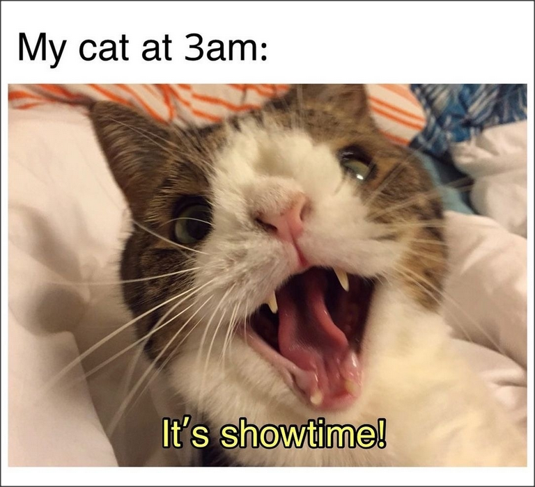 The Blessed Cat Daddy tweet media