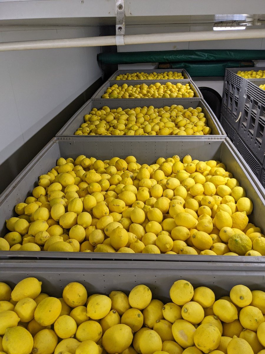 Stensgroup's tweet photo. #Degreening #Summerlemons https://t.co/2X1CZ2wBIN