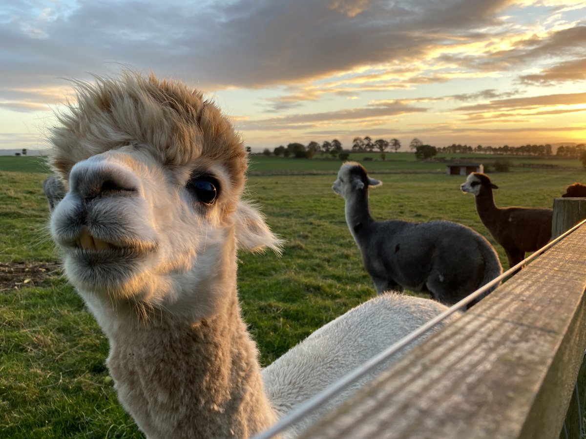 Mikky8D's tweet photo. @BarnacreAlpacas @Airbnb @VisitNland Amazing stay at Barnacre. Lovely cottages. Debbie and Paul wonderful hosts. An abundance of fantastic alpacas to feed and walk and talk. A must do if you’re lucky enough to be around here. 🦙 ❤️ 🌞 🌧 x https://t.co/Cuo60PcOFT