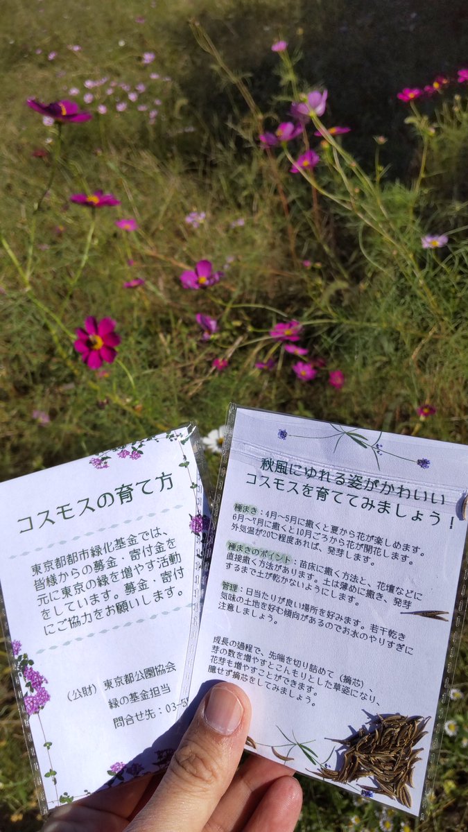 都立小金井公園 コスモスまつりブース紹介 東京都都市緑化基金ブースでは募金にご協力いただいた方にコスモスの種をプレゼントしております 小金井公園 コスモスまつり