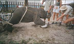 RobRobbEdwards's tweet photo. What gives Humans the right to treat #Animals with such cruelty 

I am sure if the tables were turned #Animals wouldn't treat humans as many of us treat them

image via Peta https://t.co/pt5u2NoNri
