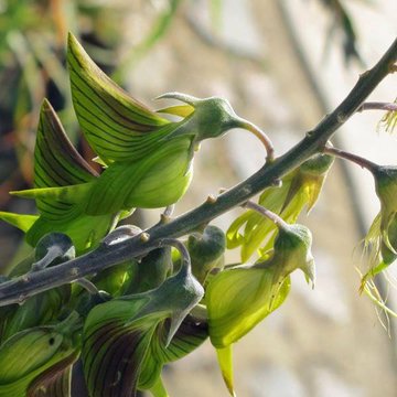 InfoMyT's tweet photo. La Flor de ave real o Crotalaria cunninghamii es originaria de Australia. Sorprende a millones por su forma colibrí.  Pertenece a la familia de las leguminosas Fabaceae. https://t.co/Zv5dLE4YxD