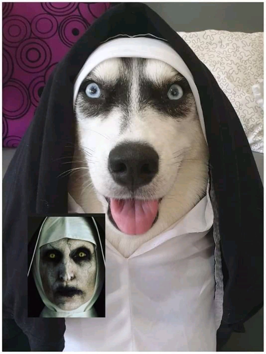 Хаски Мем