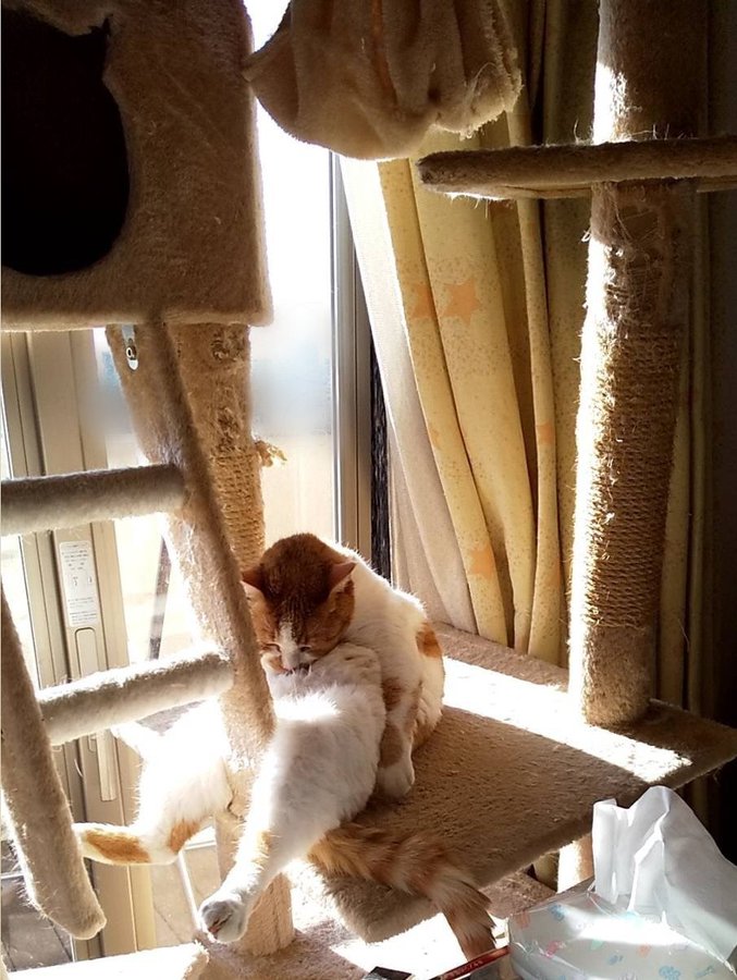 なぜその体勢で寝る まさかの格好で寝落ちした猫にツッコミの声が殺到 股間が 横に一升瓶置きたいｗ 拡散希望 おもしろネタ