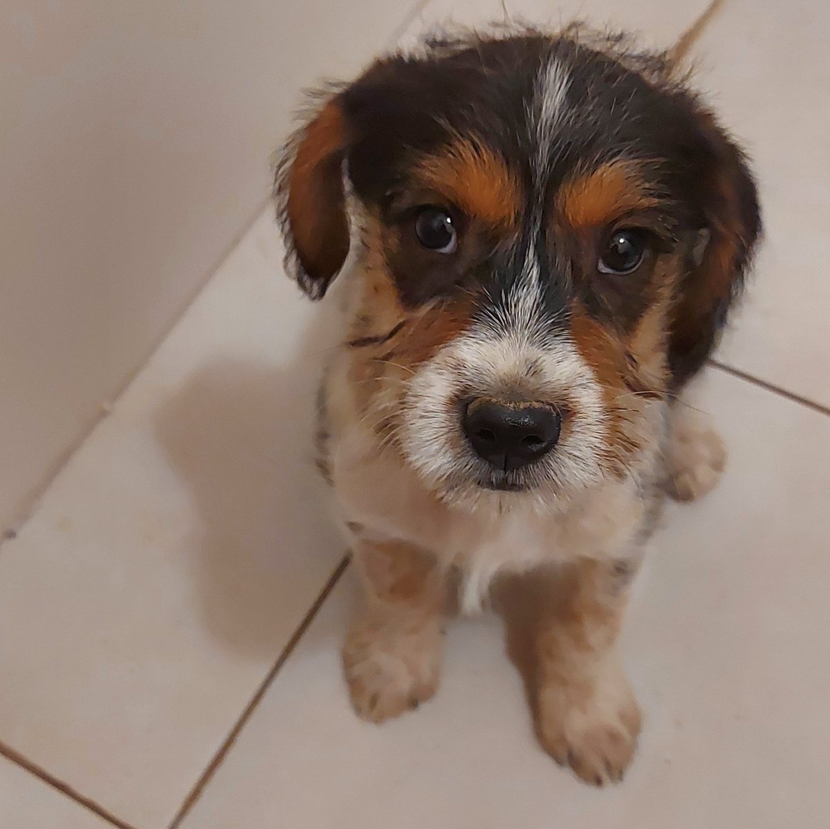 🐶 SIMÓN EN ADOPCIÓN 🐶
🐾 cachorro de 2-3 meses
🐾 se lleva perfecto con perros y gatos 
🐾 es muy dulce y cariñoso
🐾 Si queres adoptarlo, escribinos
3584497367
Por favor difundir 🙏
<a href="/VivireNuevaCba/">VivirenNuevaCórdoba®</a> <a href="/yo_nva/">YoVendoNvaCba</a> <a href="/adopcionescba/">Adopciones Córdoba</a> @en_guemes