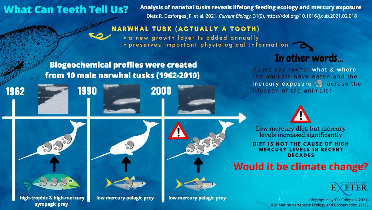 You are what you eat! Here is my #MVEC infographic based on this paper: doi.org/10.1016/j.cub.… by a team of researchers including Prof. Rune Dietz and <a href="/DesforgesJp/">Jean-Pierre Desforges</a> 
#Narwhal @MarineVertsMSc @BrendanGodley @VJHobson