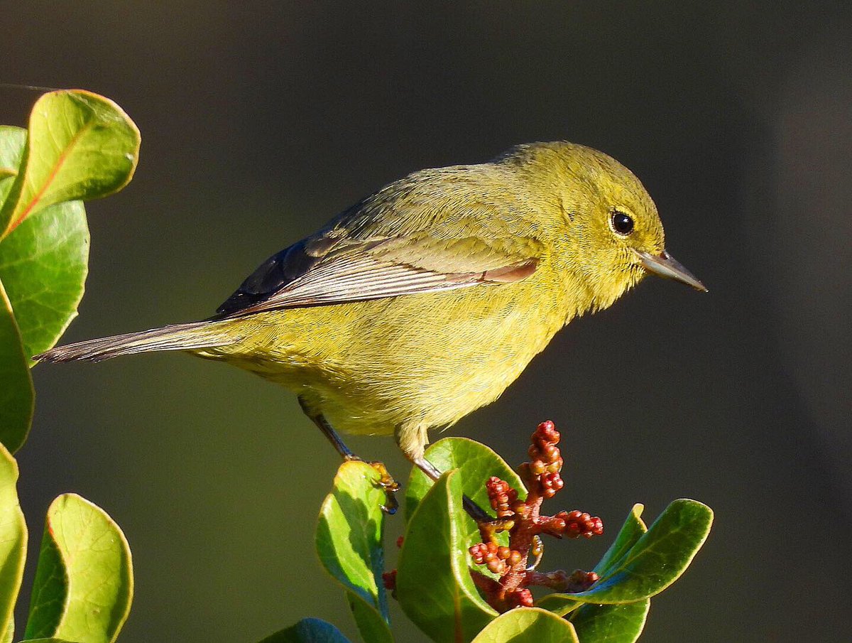 nickbelardes's tweet photo. Orange-crowned Warbler posing for the win. https://t.co/iOrV4hPk2G