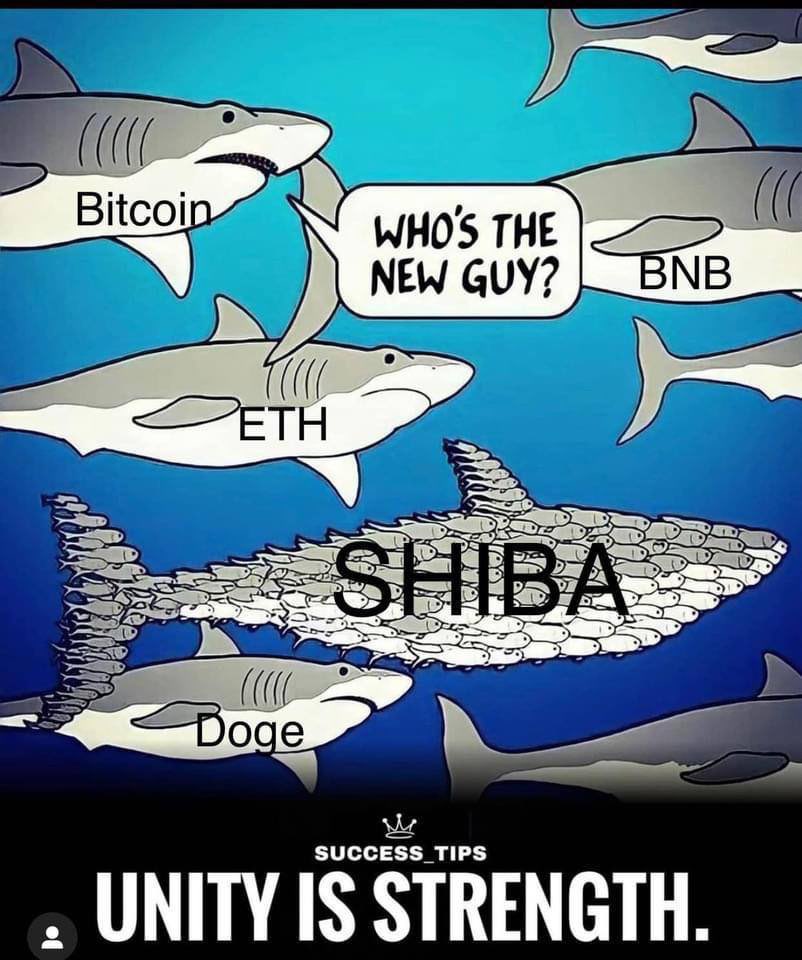 Mohammadzai24's tweet photo. @Shibtoken I will buy 2 billion tonight (Shiba) What do you think? https://t.co/qmjtRZuI1T