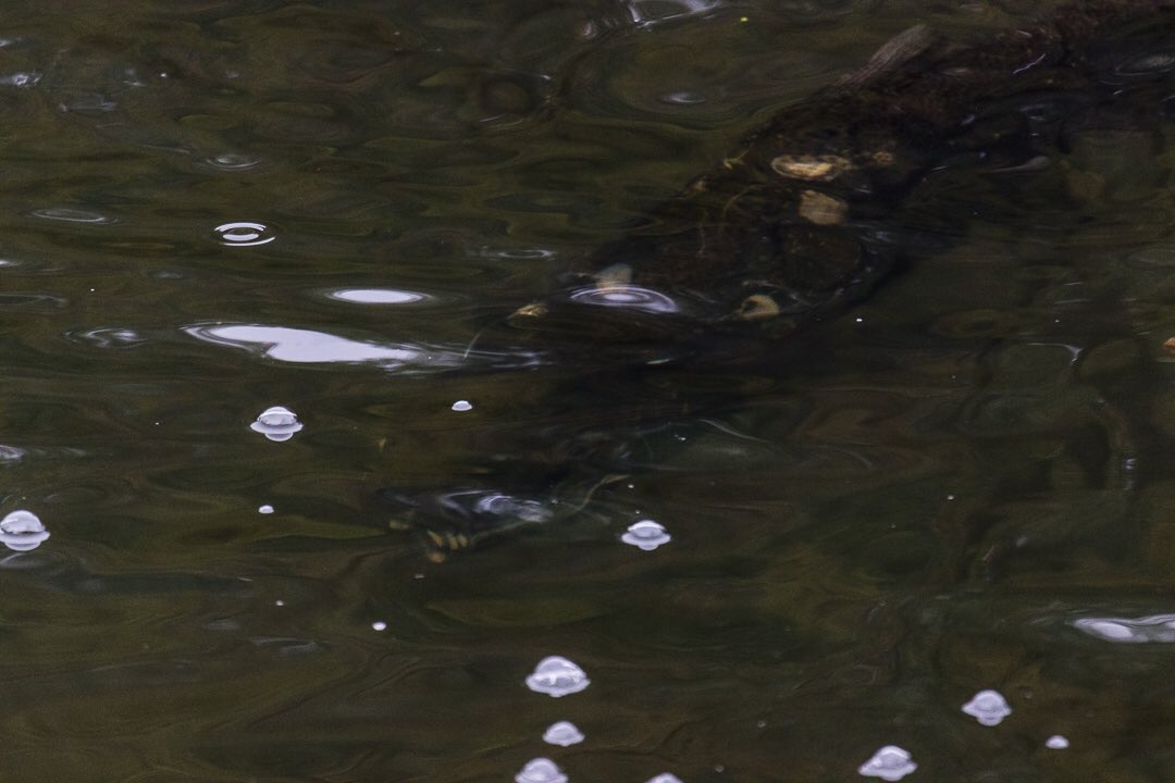 FunGuy_Photo's tweet image. Me again I need more help this time from the fishing community 

I’ve been looking for jumping salmon and these don’t look like salmon to me, I’m thinking pike ?

Let me know, thanks
#fishing #whatfishisthis #wildlifephotography