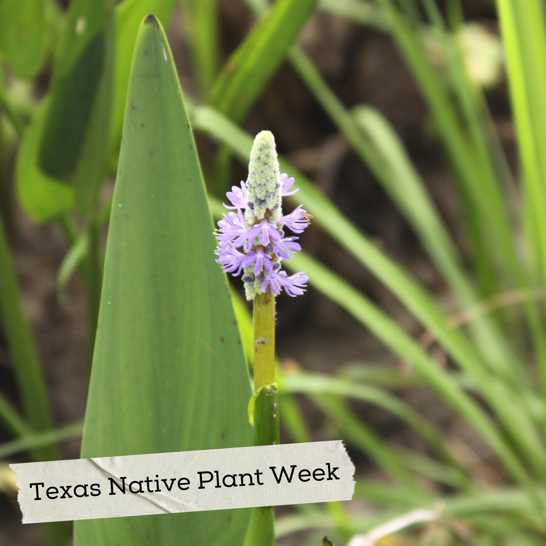 TexasEnvirothon's tweet photo. We hope you have enjoyed learning about some Texas native plants this week. For our final Texas Native Plant Week feature, we are taking a look at Pickerelweed (Pontederia cordata) seen during the 2012 Texas Envirothon in Nacogdoches.โ #TexasNativePlantWeek #TXPlants https://t.co/PYz1GfwDTS
