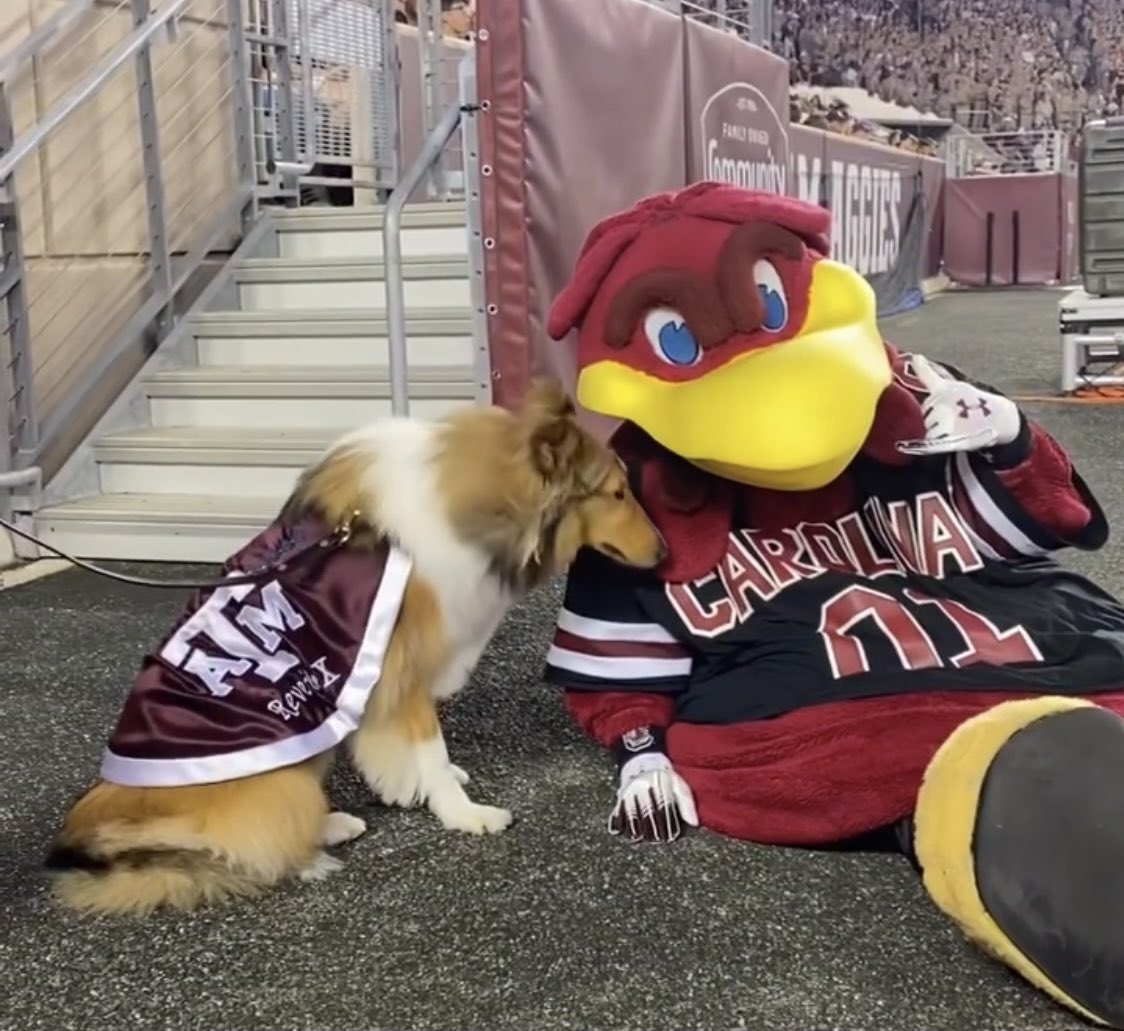 JoeMustian's tweet photo. @reveille @Cocky2001 Mmm, smells like chicken. :) https://t.co/7q0wcK3qxl
