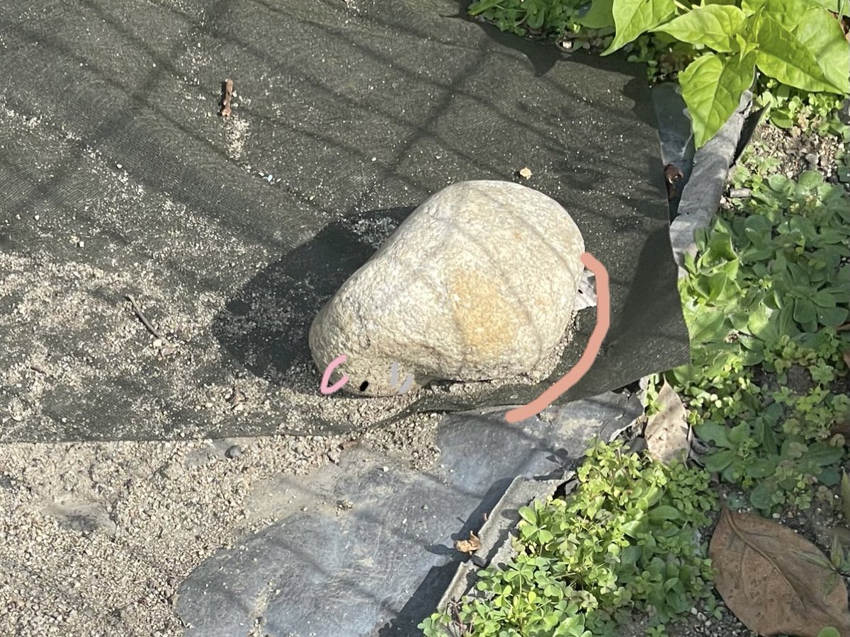 ごめん寝してる石があったので
落書き☺️