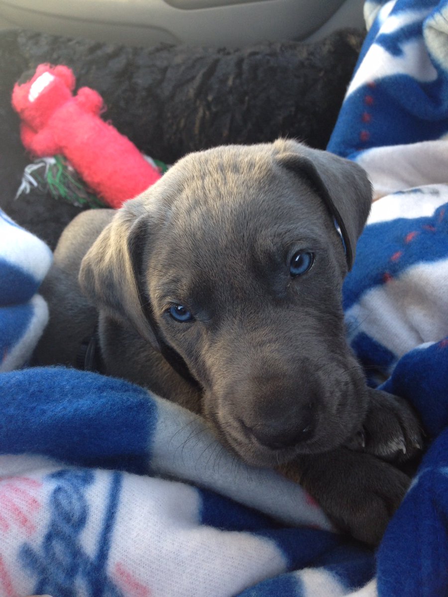 LAlife21's tweet photo. 7 years ago I was introduced to you for the first time. Today I laid you to rest for the final time. Best dog ever. RIP Blue #greatdane #gentlegiant https://t.co/PMJyvfOg6T