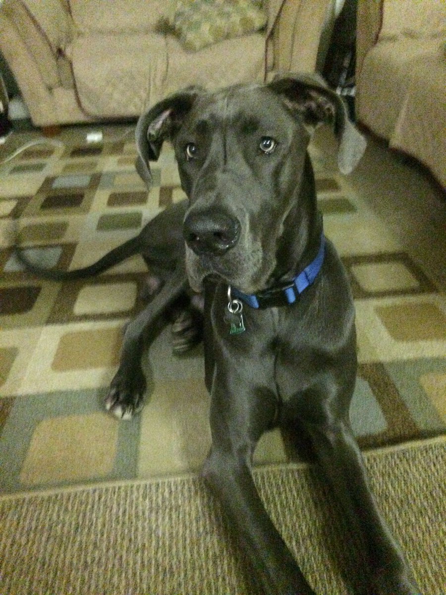 LAlife21's tweet photo. 7 years ago I was introduced to you for the first time. Today I laid you to rest for the final time. Best dog ever. RIP Blue #greatdane #gentlegiant https://t.co/PMJyvfOg6T