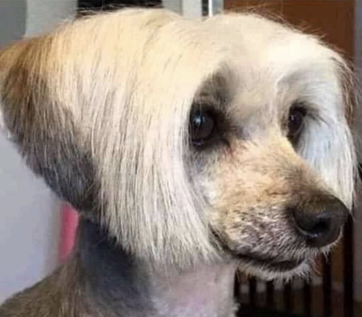 CLB1116's tweet photo. Name this dog! https://t.co/9LJAyDzM3K