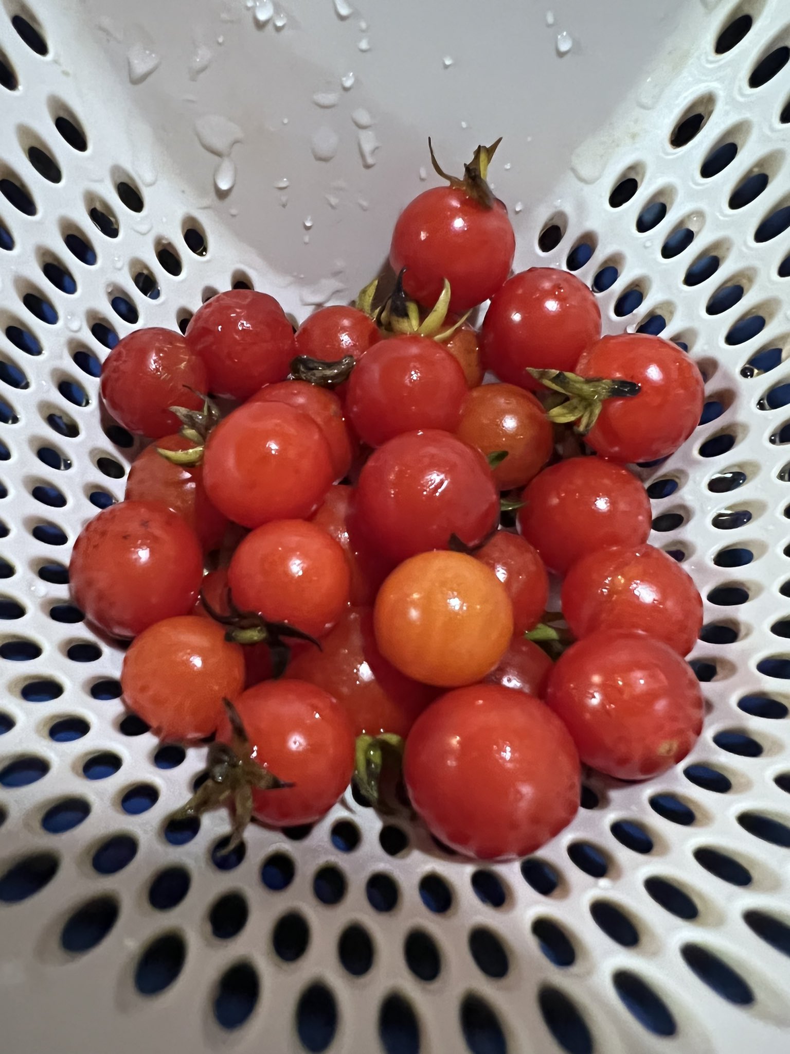 تويتر もころけのしおり على تويتر 畑に植えてる野生種トマト 普通トマトって支柱を立てて育てるけども あえて草も何も抜かず地這い 栽培をしてます 最初カムに教えてもらった 五角形栽培 そうした所 秋からもどんどん実がなり始め 無限トマトになりました تويتر もころけのしおり على تويتر 畑に植えてる野生種トマト 普通トマトって支柱を立てて育てるけども あえて草も何も抜かず地這い 栽培をしてます 最初カムに教えてもらった 五角形栽培 そうした所 秋からもどんどん実がなり始め 無限トマトになりました