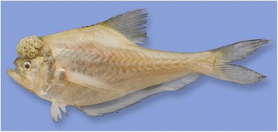 PlacentalFish's tweet photo. Presented at @ALALivebearers in Ft. Lauderdale and learned about a fish I hadn't heard of in a fun talk by Craig Watson from UF. The second picture is of a nursery fish. Males of this species carry around eggs on their head! https://t.co/kFRmvd6lGe