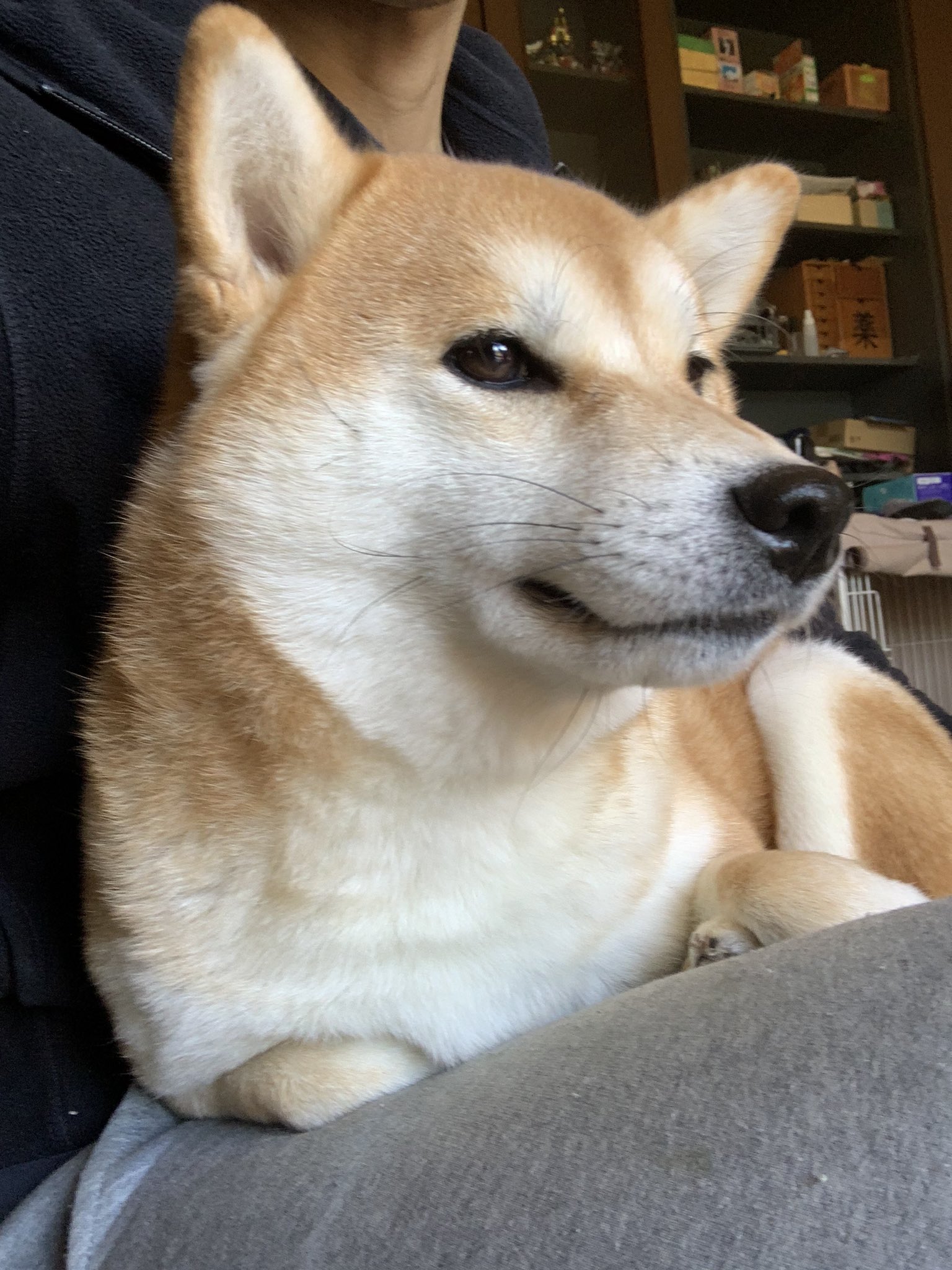 柴犬の癒し Twitter Search Twitter