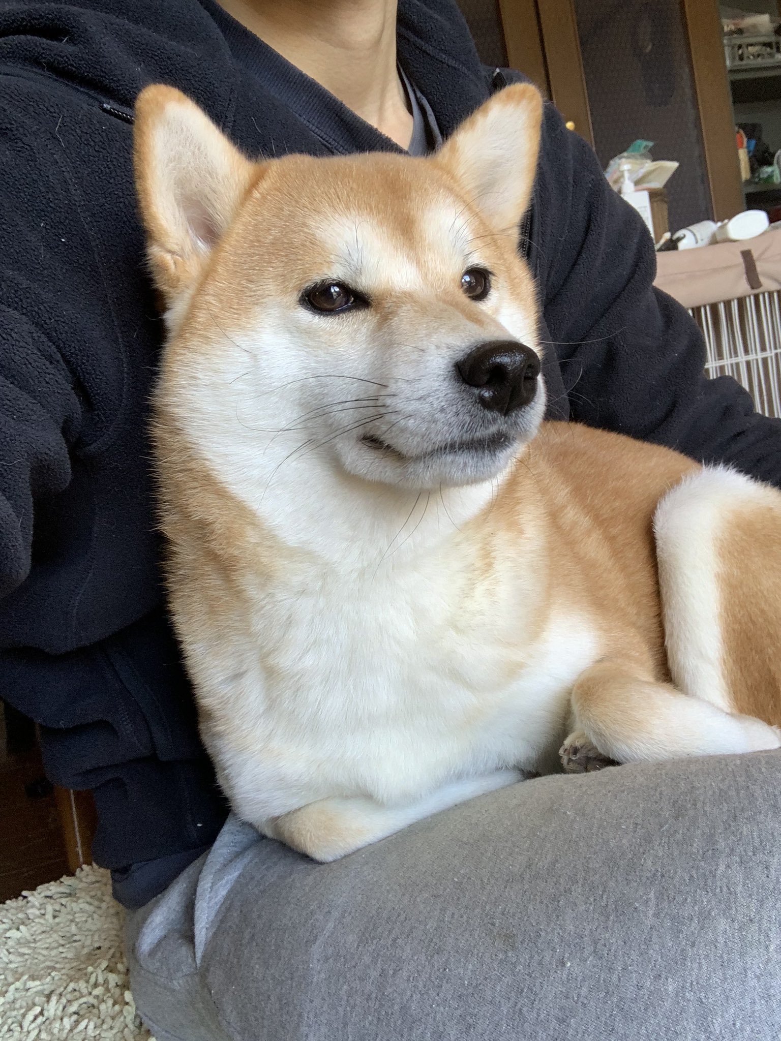 柴犬の癒し Twitter Search Twitter