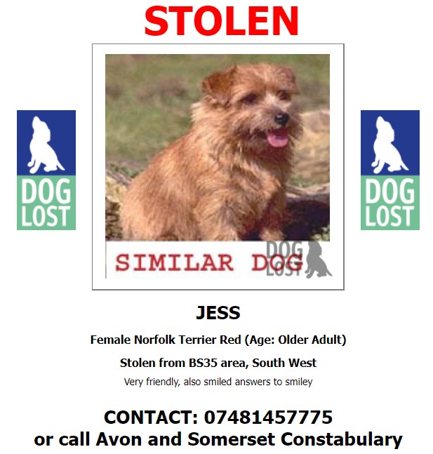 DogLostUK's tweet photo. #STOLEN #DOG JESS
Female #NorfolkTerrier Red Older Adult
1 of 4 dogs #Stolen from home near
#Pilning #Bristol #BS35
Thursday 21st October 2021
#StolenDog #PetAbduction #ScanMe
@SAMPAuk_ @ASPolice
https://t.co/t7fOjqpjRf https://t.co/ZQ5Bvav430
