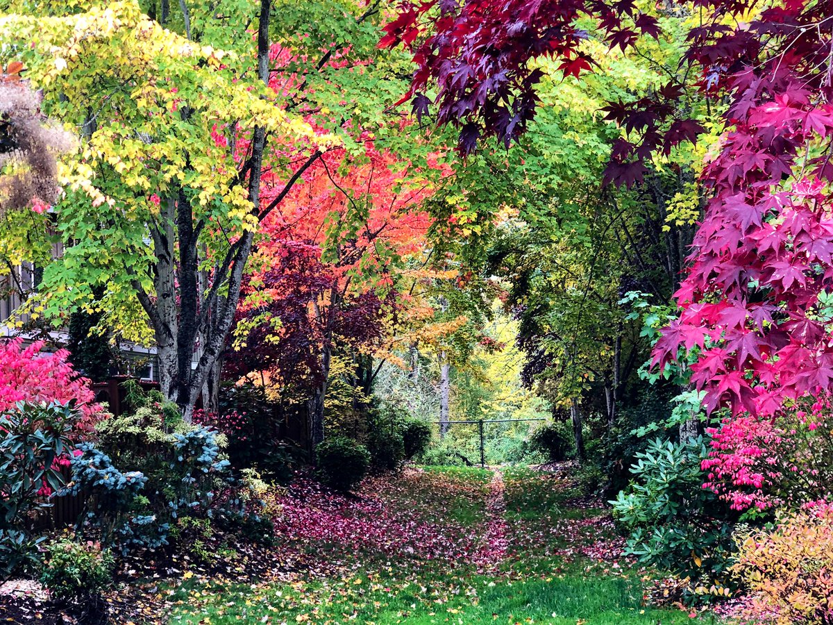 WOW… it’s like the trees and plants are so happy to get rain, they’re bursting with colors!  A gorgeous little spot lighting up our neighborhood in Aloha.  Safe to say we’re in peak Fall color phase #LiveOnK2 #fall #autumn #fallcolors #fallfoliage