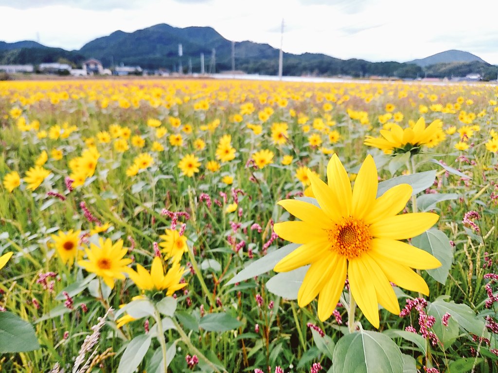 もっち mocchi tweet media