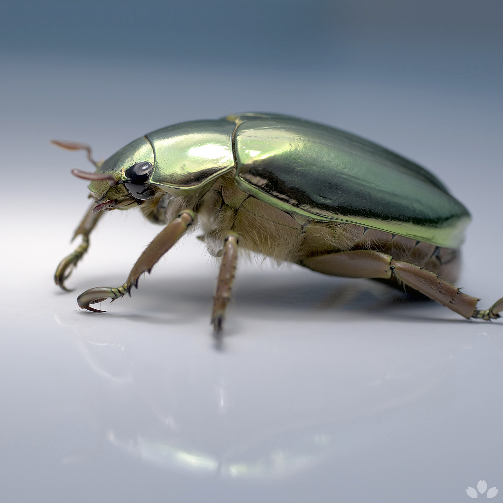 パナマ産プラチナコガネ！標本！