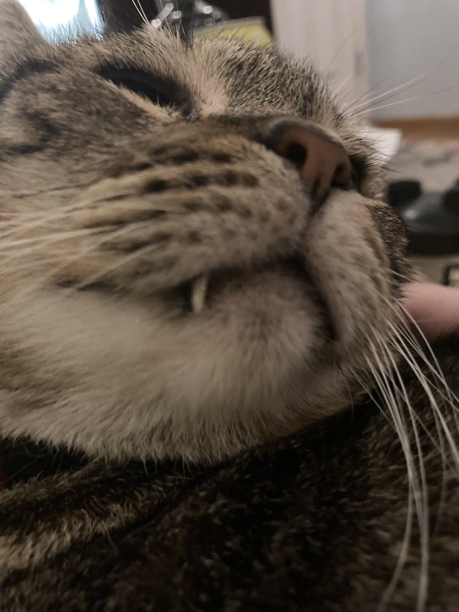 Things I learned..from my sister <a href="/sukibengal/">Suki 🌈 2003-2021</a>
- it is always time..for a Screm
- you are obligated…to Own Your Space….and Strut Your Stuff.!.!
- even when you have..No Teeth….you can still Take a Bite of Life..!

Thank you sister.!.!!