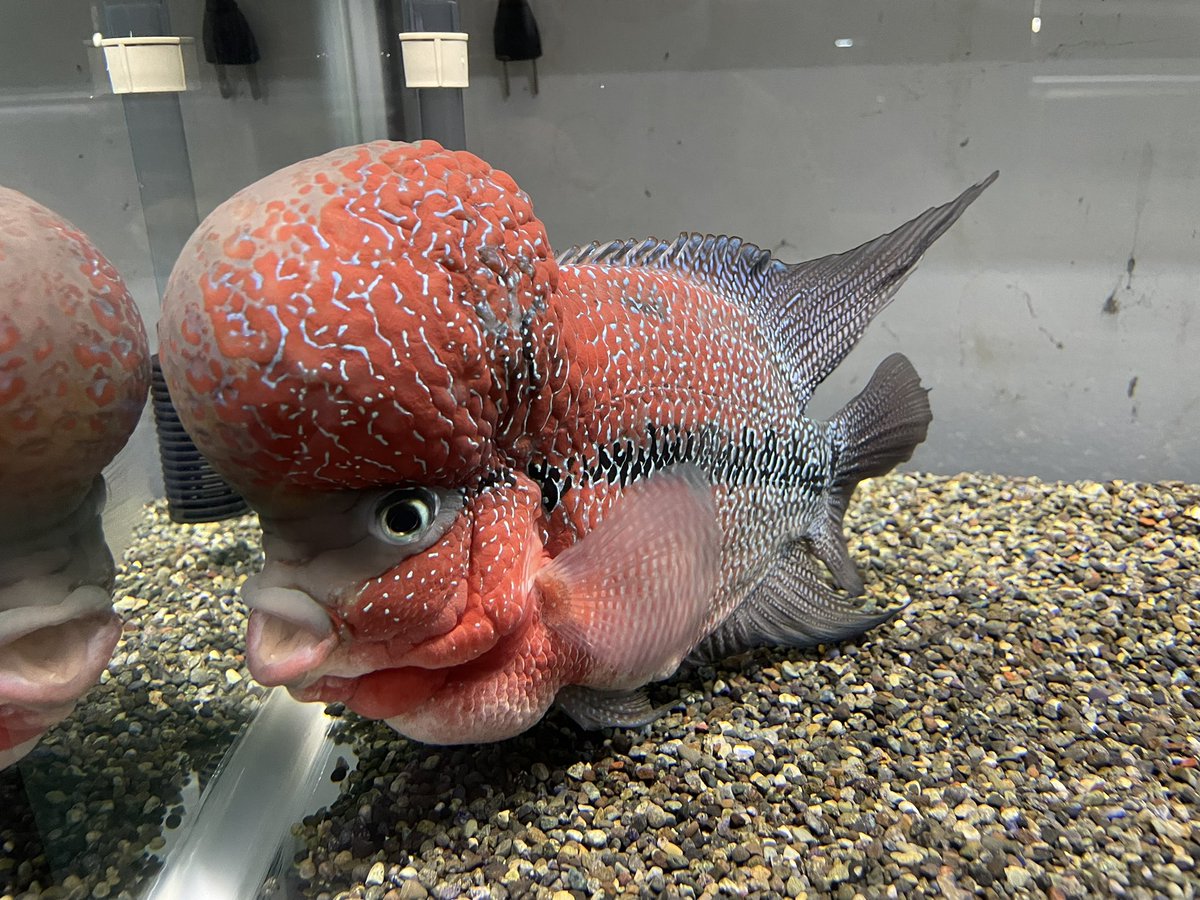 かねだい本町田店 観賞魚 爬虫両生類 小動物部門 K Honmachida Twitter かねだい本町田店 観賞魚 爬虫両生類 小動物部門 K Honmachida Twitter