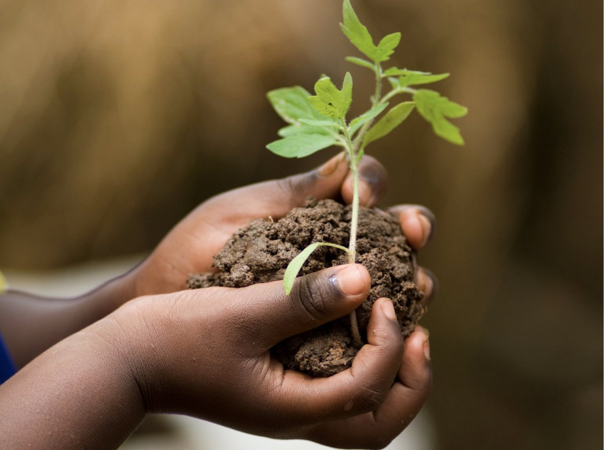 MyTreesTrust's tweet photo. #MitiYangu, #MyTrees - because trees really are ours to protect, nurture and cherish. When an area looses its trees, a landscape and all the life it holds is lost. We’re on a mission to regenerate #Zimbabwe’s indigenous woodlands. Join us. https://t.co/rEvlFpdLh1