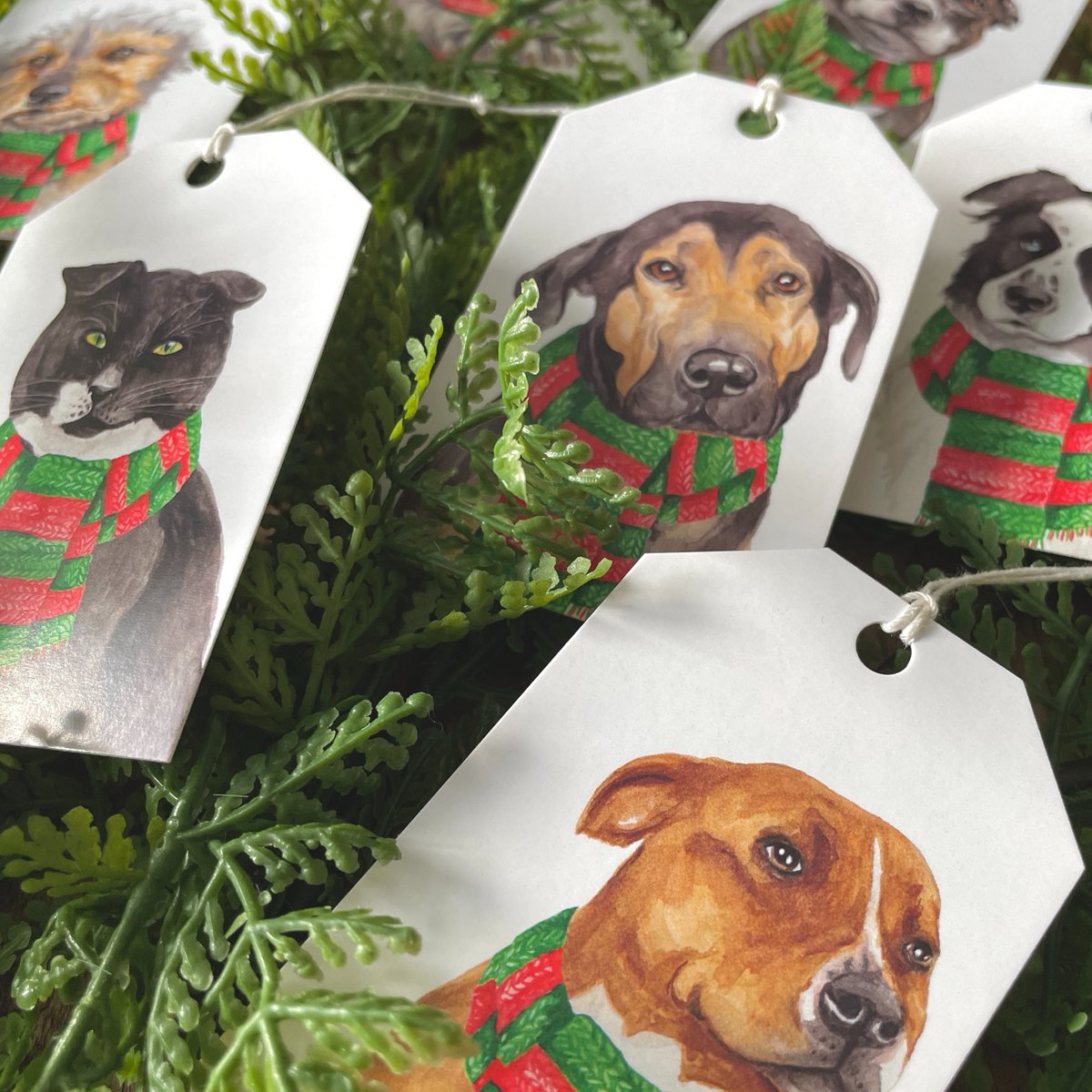 StreetVet tweet media