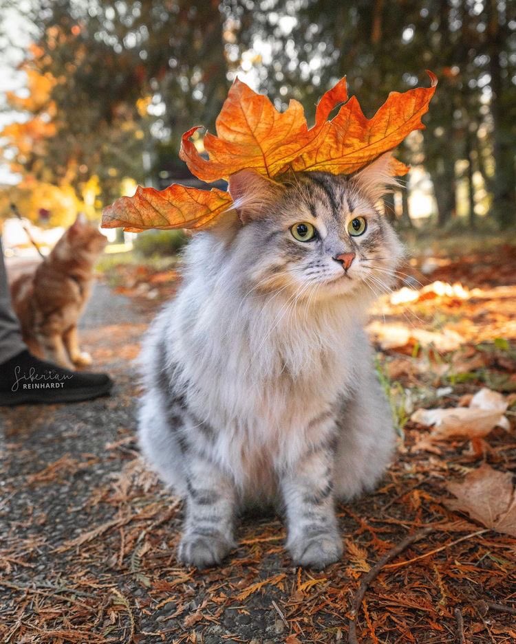 irina3529's tweet photo. Happy Sunday.. 🍁🐾🍂💞 https://t.co/rZABR1opju