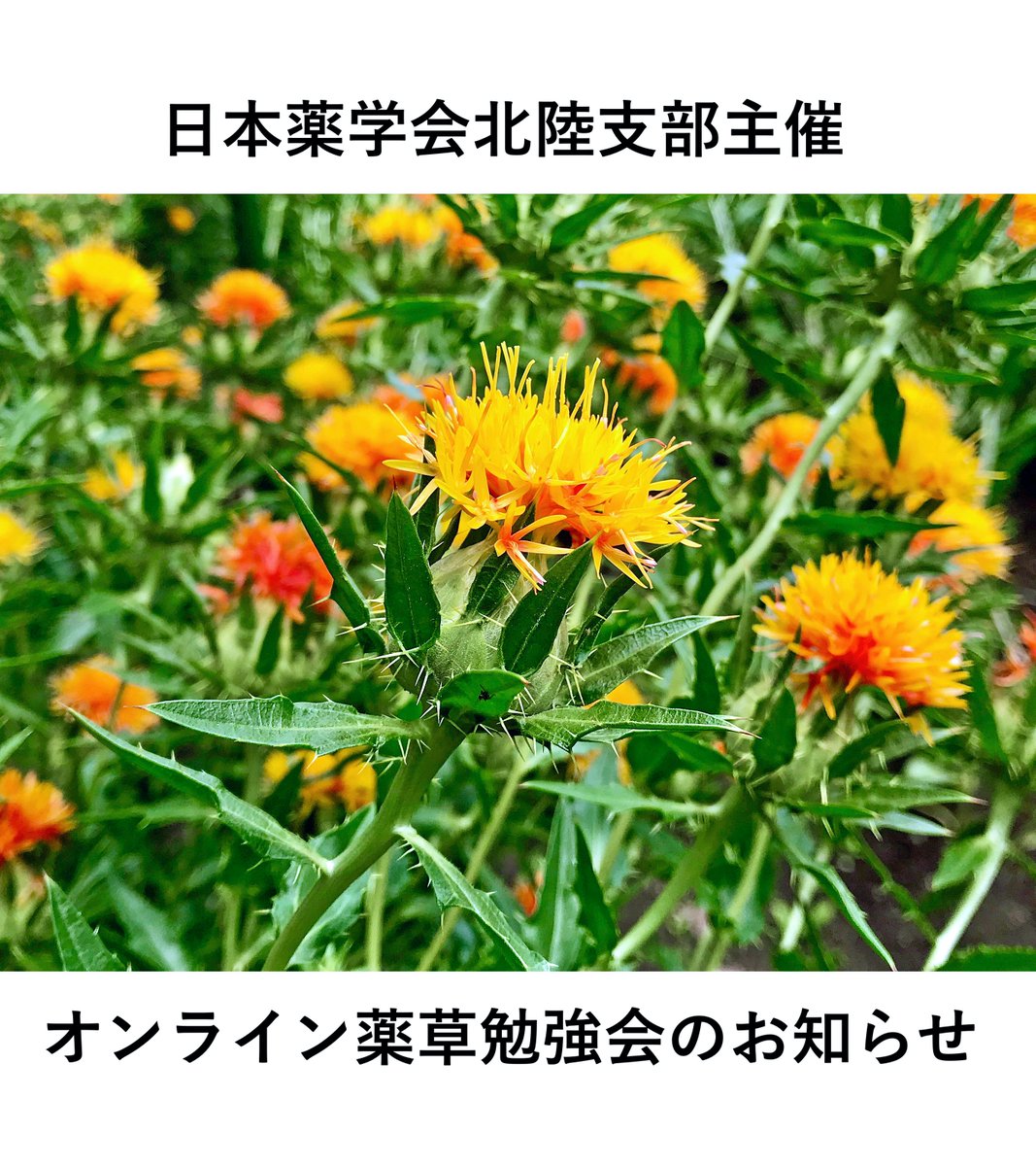 univtoyama's tweet photo. 久しぶりの投稿となります。富山大学、金沢大学および北陸大学ではオンライン薬草勉強会を企画し、下記ウェブサイトにて公開しています。それぞれ個性のある動画となりましたので、もしよろしければご覧下さい。富山大学では写真のベニバナ 、トウゴマなどを紹介しています。
https://t.co/l1KJTS0JJT https://t.co/j408J2i21l