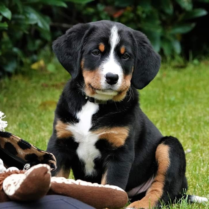arnoldwolda14's tweet photo. Onze nieuwe Pup Kyra. Wat een schatje https://t.co/viTvll7Umn