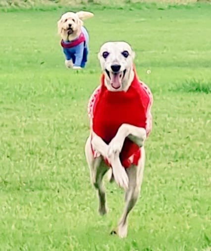 evolvinghound1's tweet photo. Today I choose to feel and accept the lighter moments of life .... My three make me so happy and make me laugh so much 💗💗💗💗 Love to see my 3 happy babies having such fun 🤣🤣🤣 Enjoy your Sunday pals and grab any moments of joy that you can ☺☺☺ #crazyhounds #teamrh #lol https://t.co/8DAxrQpD8g