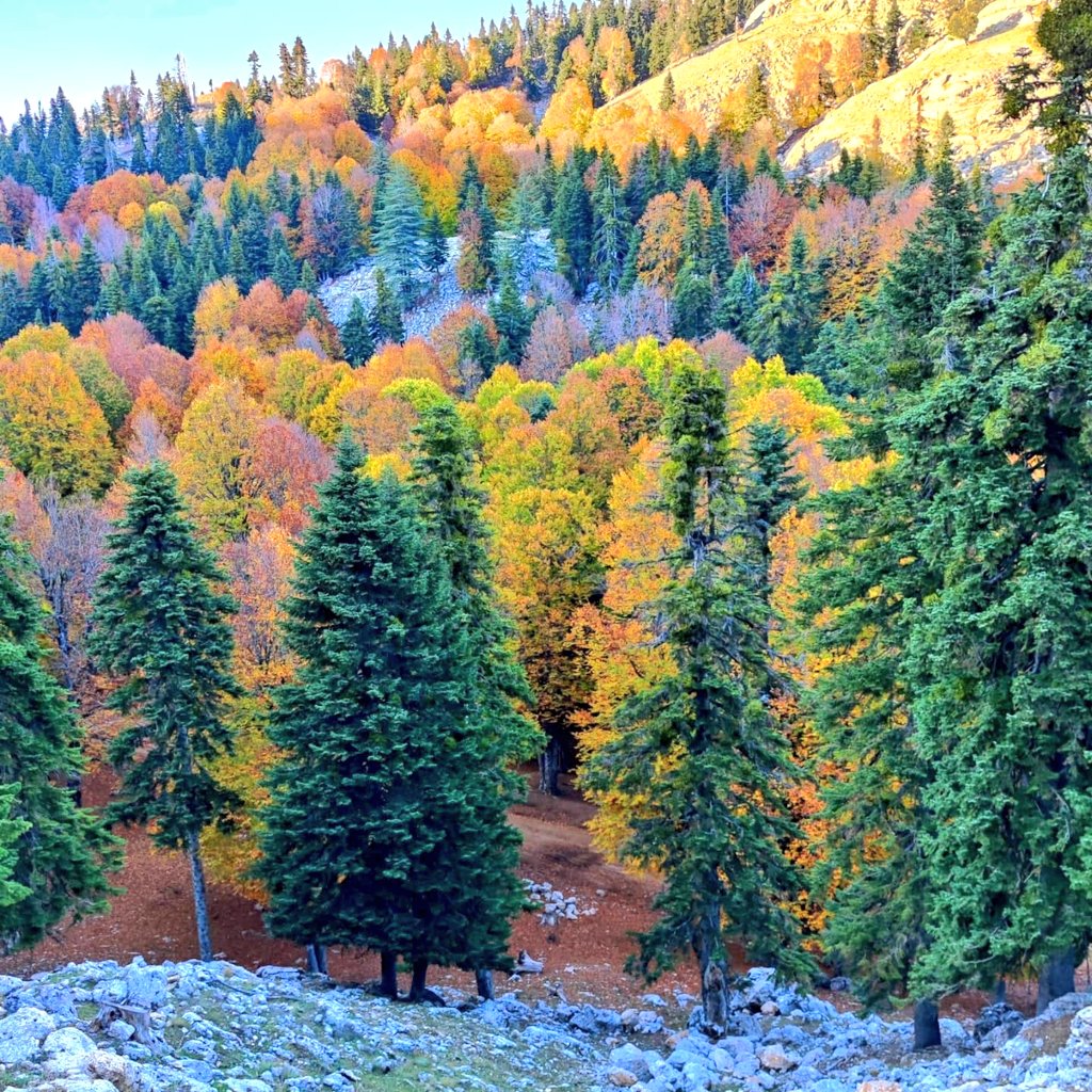 msabriyilmaz's tweet photo. Rabbimiz'in Kevnî Âyetleri olan tüm yeryüzü O'nun eşsiz Sanatı'nın Kudretinin göstergesidir. 
🌲🌲🌲#Kozan #Göller #Yirce #Kayın #Ormanı #Sonbahar🌲🌲🌲 https://t.co/TI0w2hwRVz