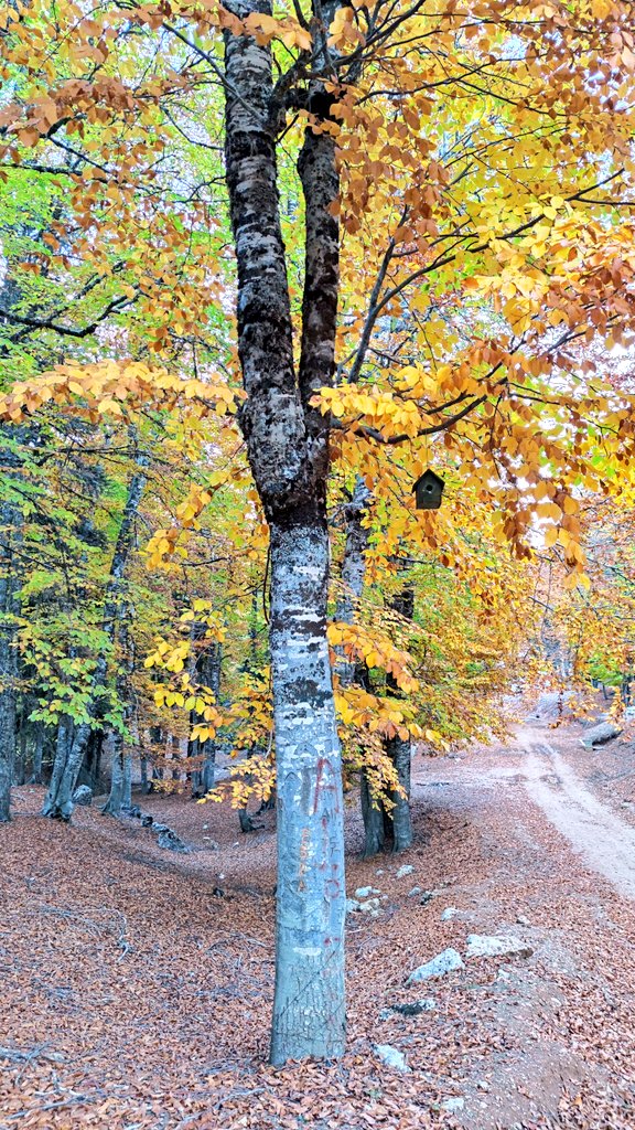 msabriyilmaz's tweet photo. Rabbimiz'in Kevnî Âyetleri olan tüm yeryüzü O'nun eşsiz Sanatı'nın Kudretinin göstergesidir. 
🌲🌲🌲#Kozan #Göller #Yirce #Kayın #Ormanı #Sonbahar🌲🌲🌲 https://t.co/TI0w2hwRVz