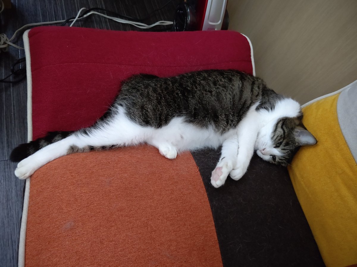 保護ねこカフェ レトロゲーム 漫画カフェ ねこがすき Ishikawanonoic2 Twitter