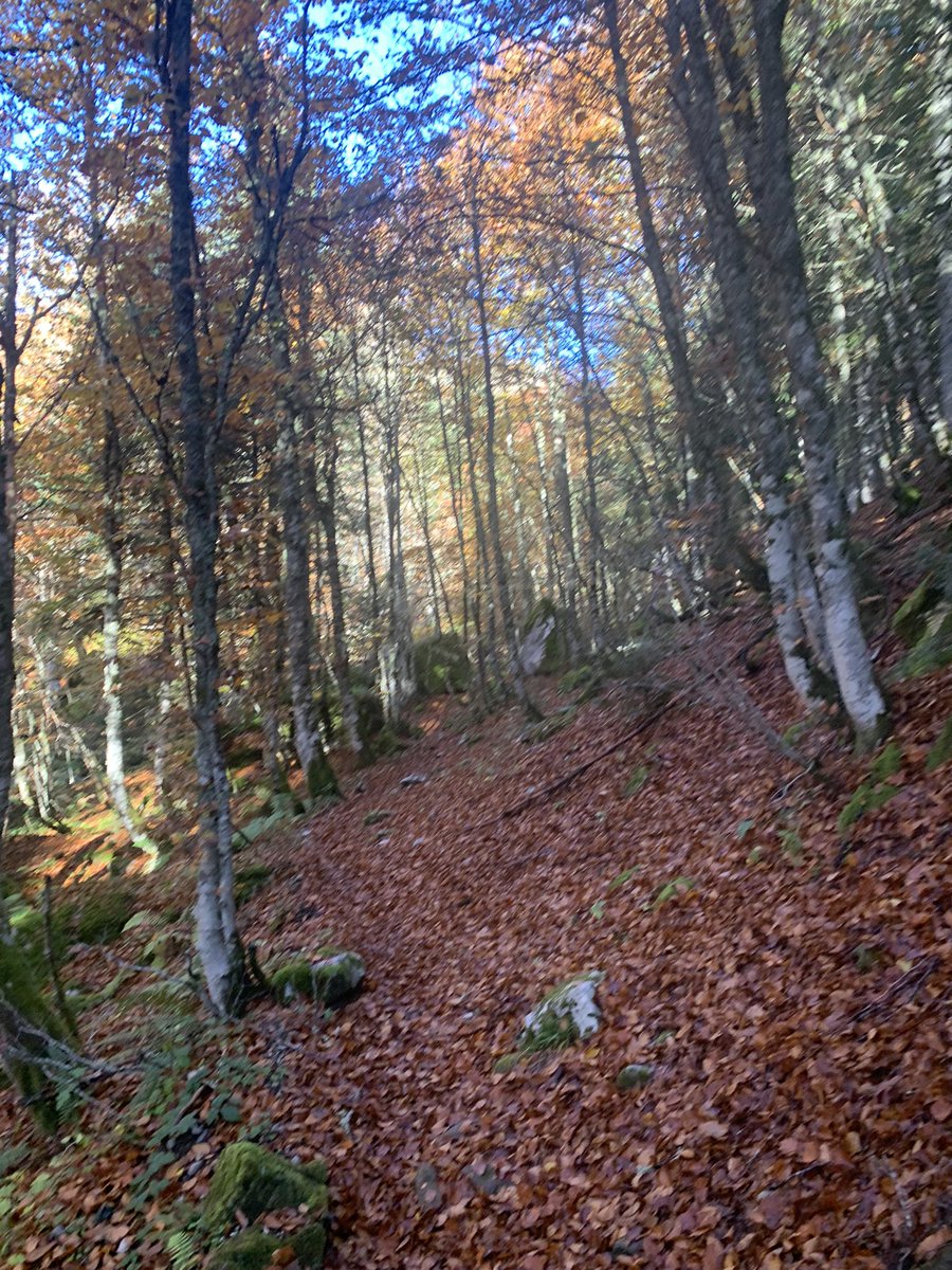 corinne_crabe's tweet photo. L’#automne est bien là. Magnifiquement installé en #ossau #pyrenees forêt du #bitet 🍂🍃🍁 https://t.co/bvHkds0dWZ