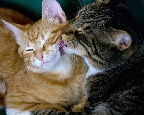 Друг кисы. Котик целует. Кошки любовь. Котик целует котика. Поцелуй котов.