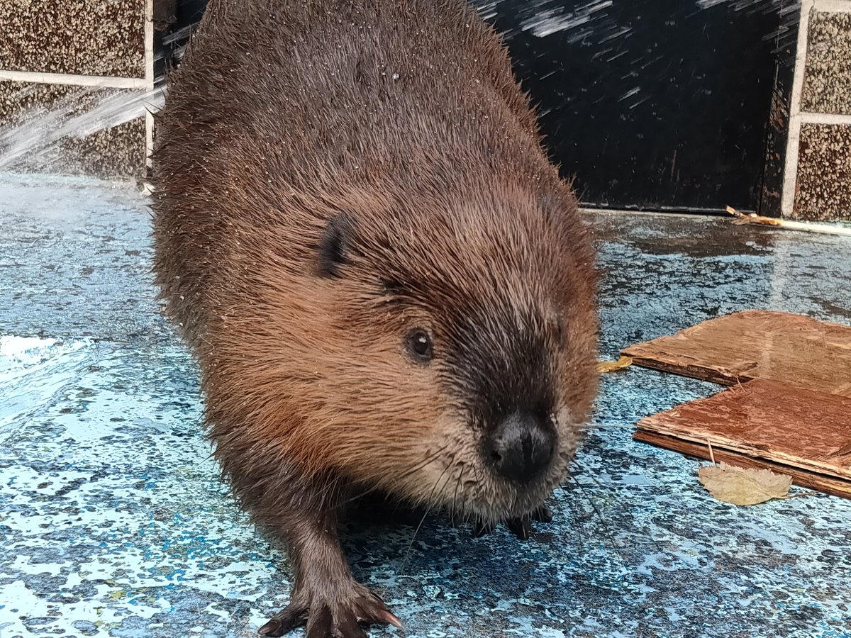 アメリカビーバーのナツが、11月に山梨県の遊亀公園附属動物園に引っ越すことになりました。
野生でもすっかり大人な年頃。新しい出会いの幸いを祈るばかりです。
夏期開園は11月3日までですので、ぜひ一度会いに来てください！
#おびひろ動物園 #アメリカビーバー
#ナツ