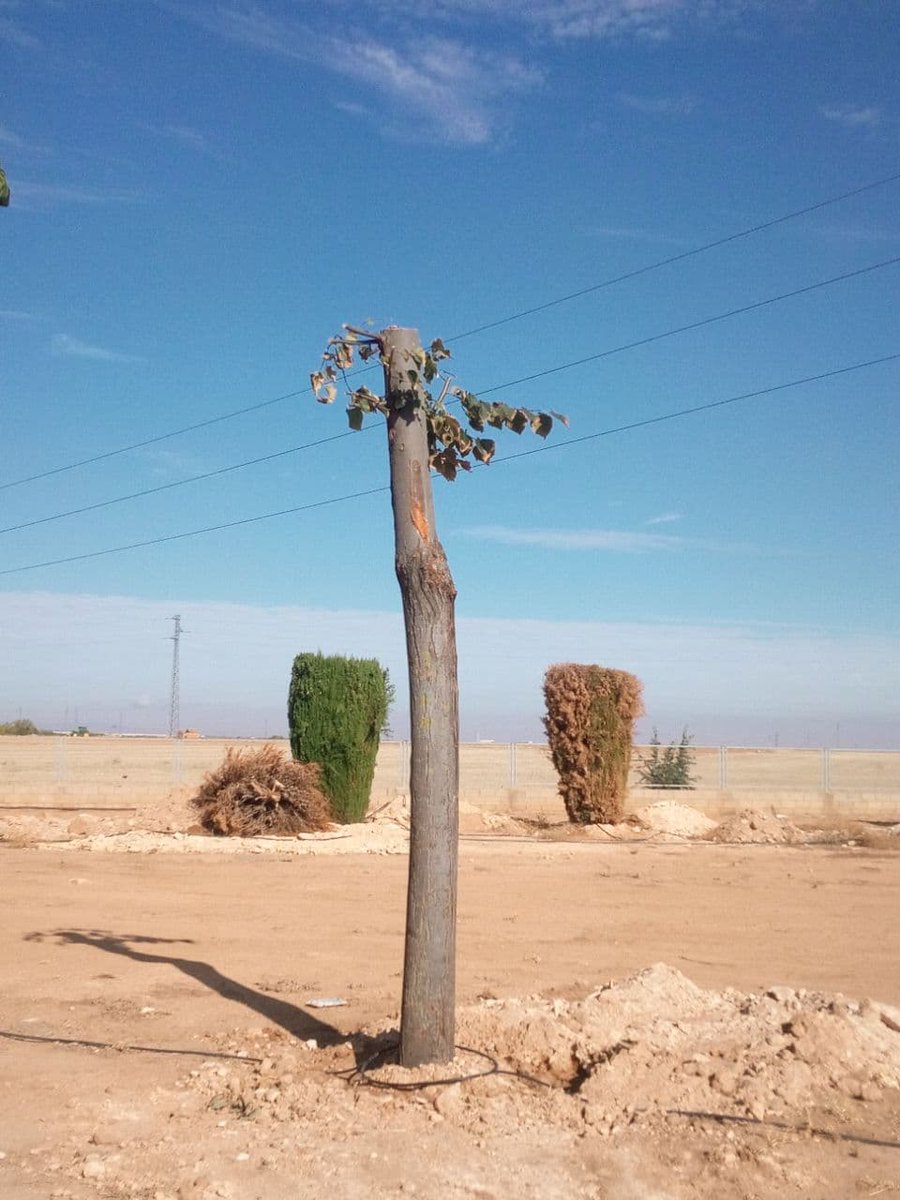 ElCauterio's tweet photo. Menos macroplantas fotovoltaícas acaparando nuestro término municipal y más árboles y bosques. Los bosques dan más beneficios, @manzanares_es y @PSOEManzanares 
#StopArboricidioManza https://t.co/WvpJZVQgzb