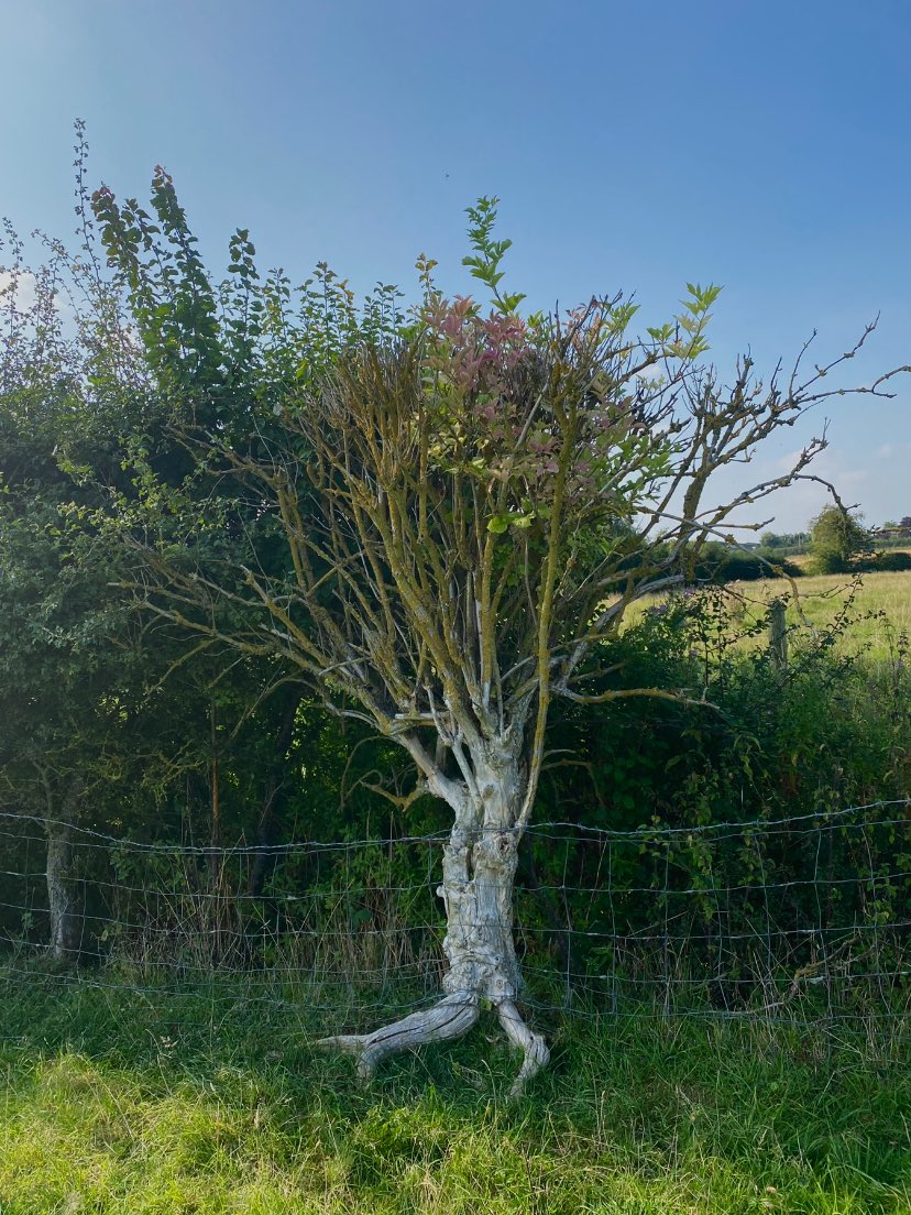 thiswordistaken's tweet photo. Morning from me and one of my favourite hedgerow trees. She definitely comes alive at night #autumn #Halloween #treesareourfriends https://t.co/hhLYI912Oa