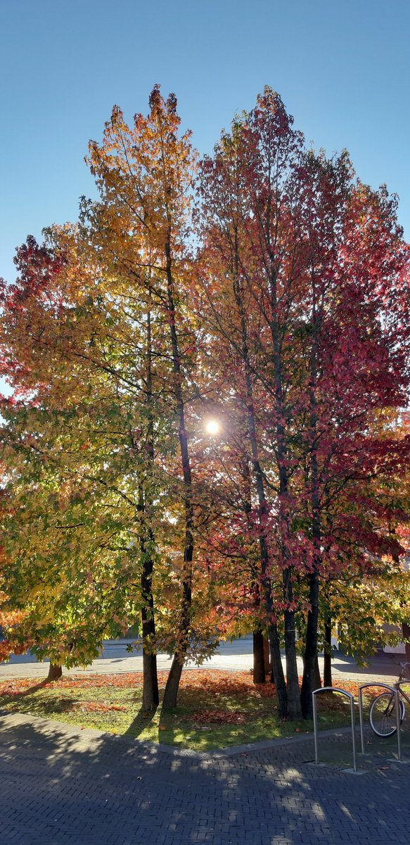 WilHoekstra's tweet photo. Herfst, herfst, wat ben je mooi vandaag, voor de #DeLawei aan het begin van mijn straat.. https://t.co/U882BCwXP6